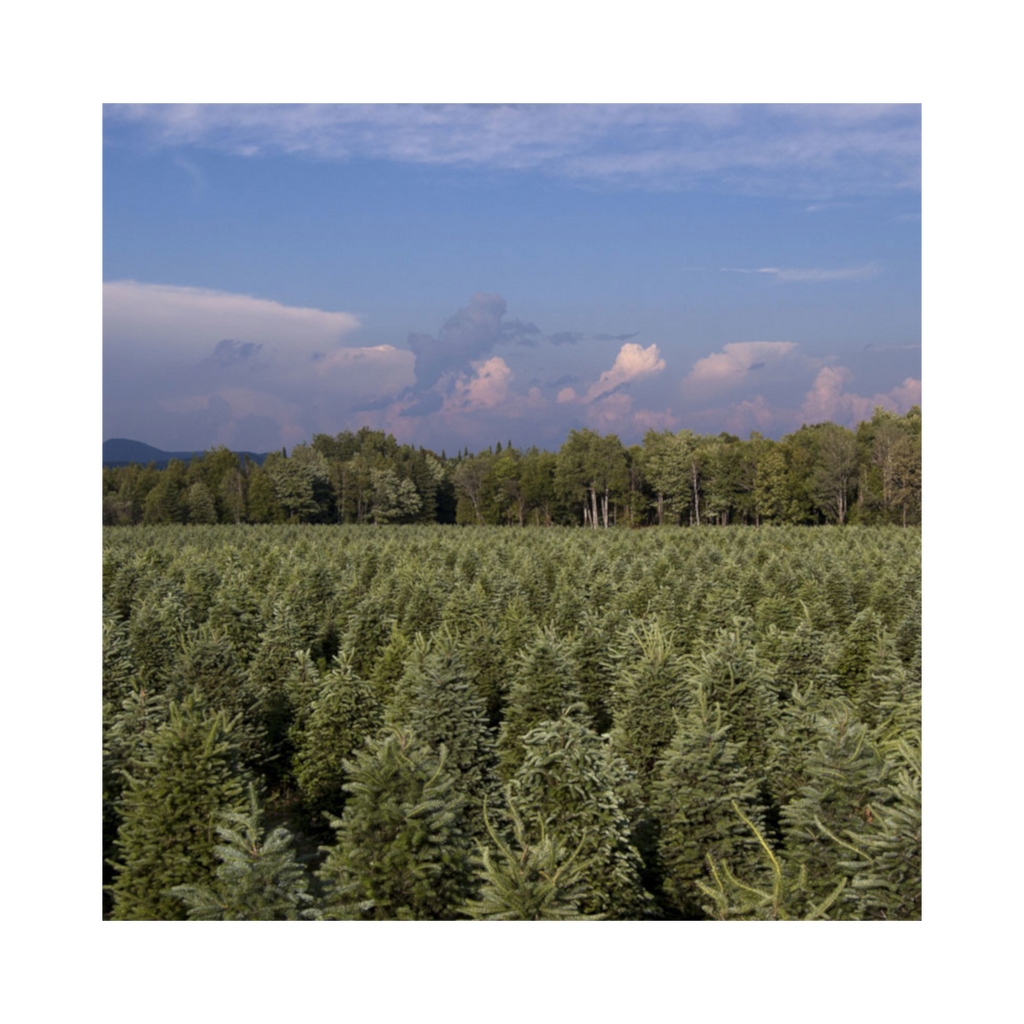 Fresh Evergreen Branches for Wreaths & Garlands