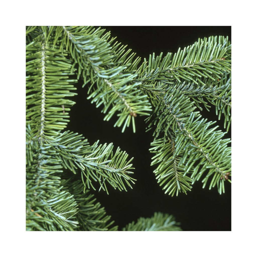 Fresh Evergreen Branches for Wreaths & Garlands