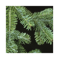 Fresh Evergreen Branches for Wreaths & Garlands