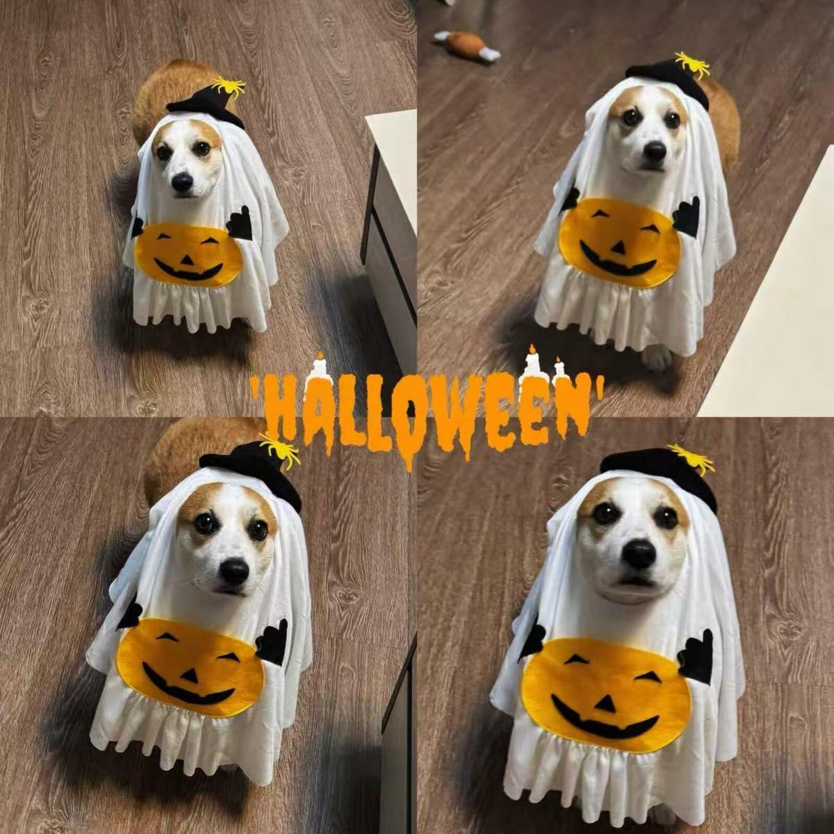 Pumpkin Ghost Pet Costume, Medium